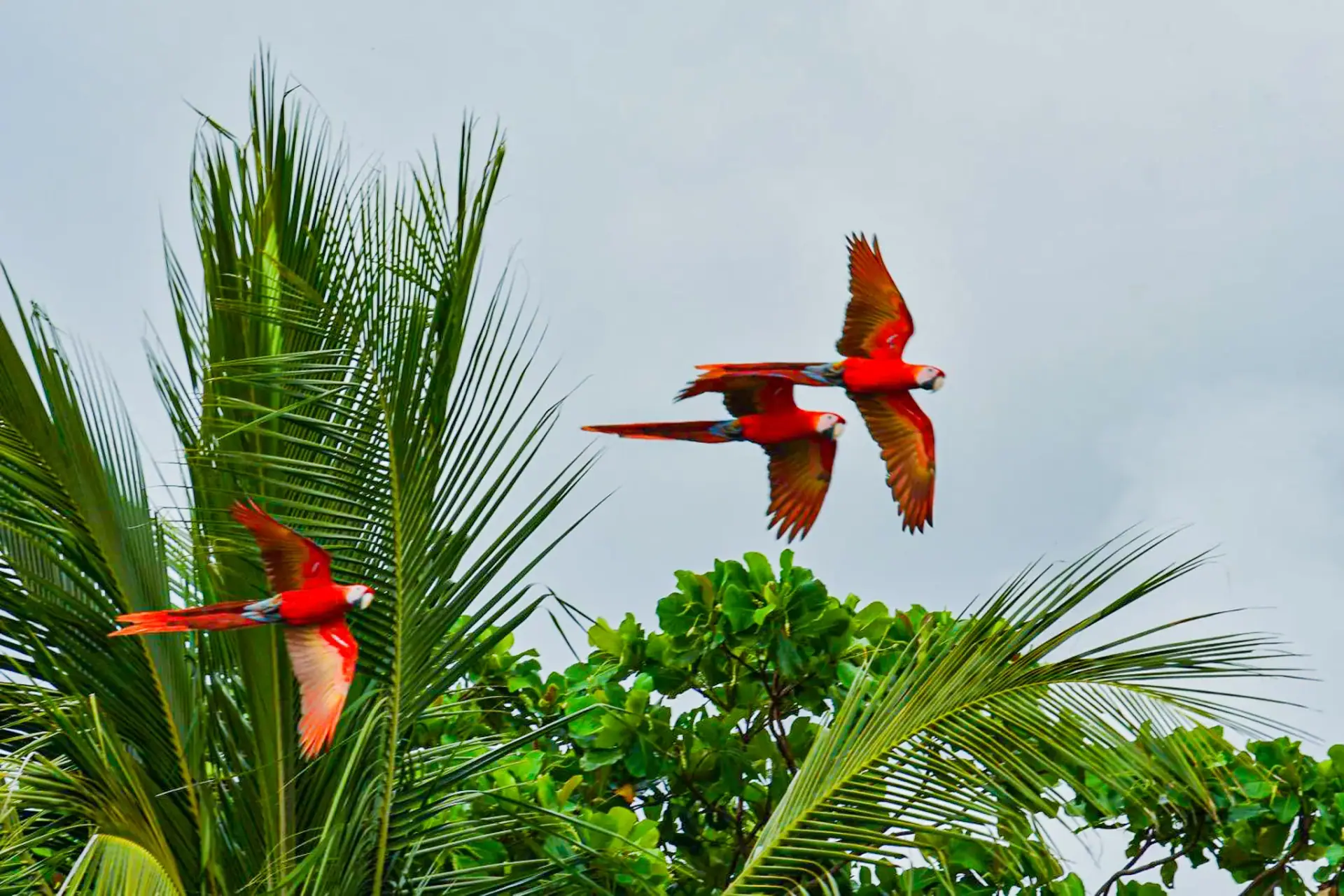 Two scarlet macaws flying over palm trees