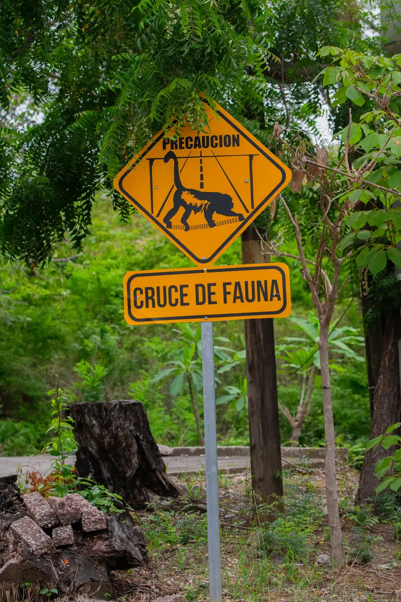 Yellow wildlife-crossing road sign for monkeys in Brasilito